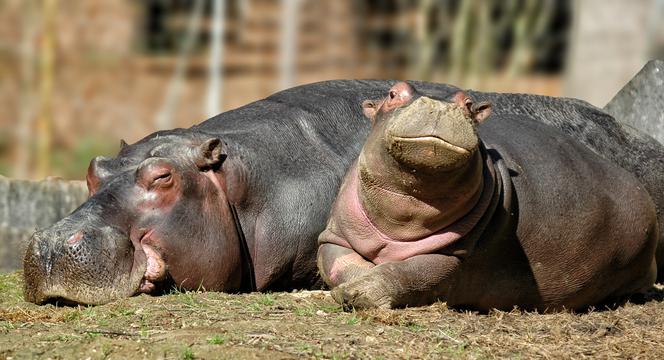 Zwierzęta zostaną sprowadzone z innego zoo, będą to hipopotamy karłowate