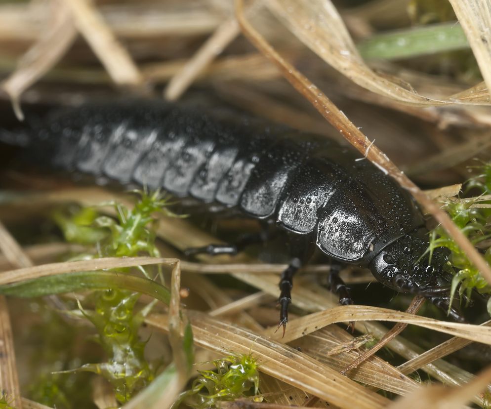 Larwa chrząszczy z rodziny biegaczowatych (Carabidae)