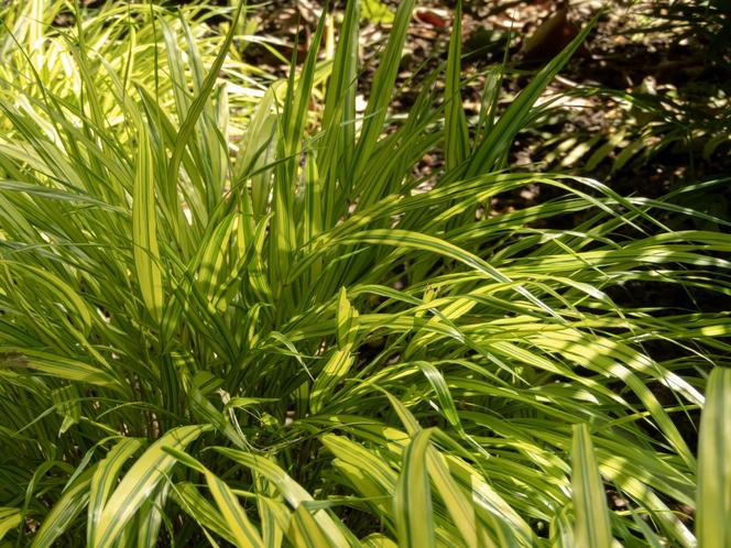 Hakonechloa macra