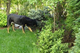Pies w ogrodzie