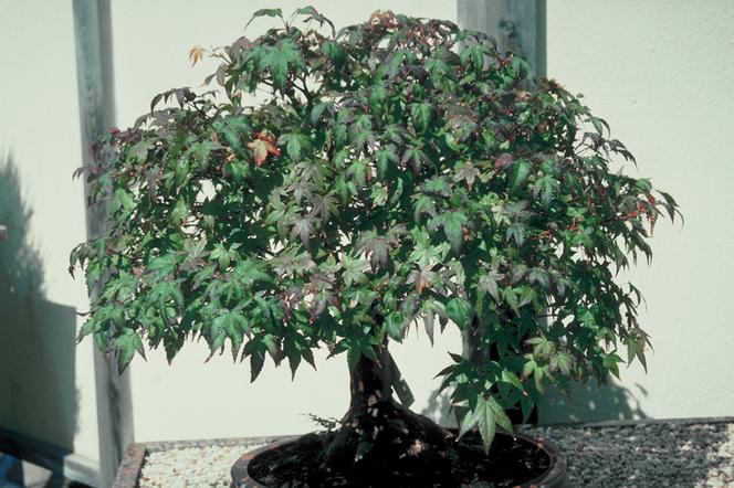Klon palmowy - bonsai