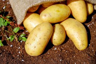 Wielkopolska pyrą stoi! Konkurs na największego ziemniaka i ziemniaczaną potrawę