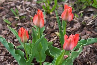 Tulipany Greiga