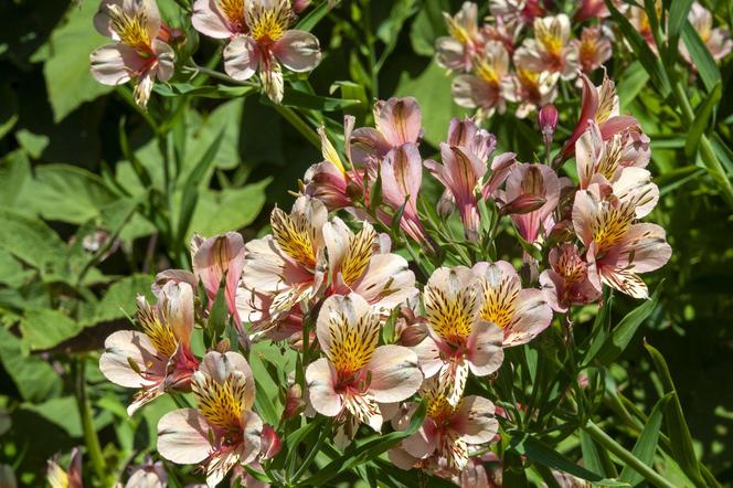 Alstroemeria