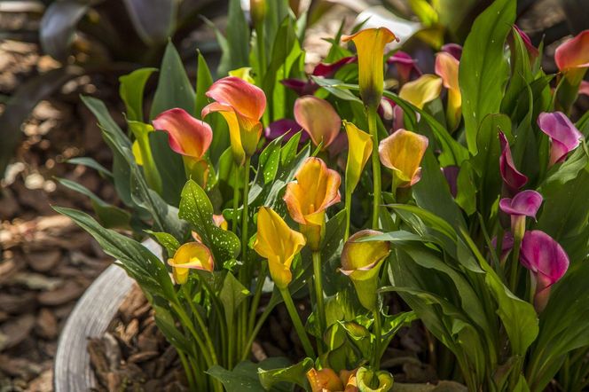 Cantedeskia - Zantedeschia