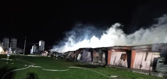 Pożar w Glinicy. Spłonęło 20 tysięcy kurcząt