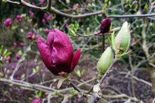 Piękne magnolie pod Poznaniem
