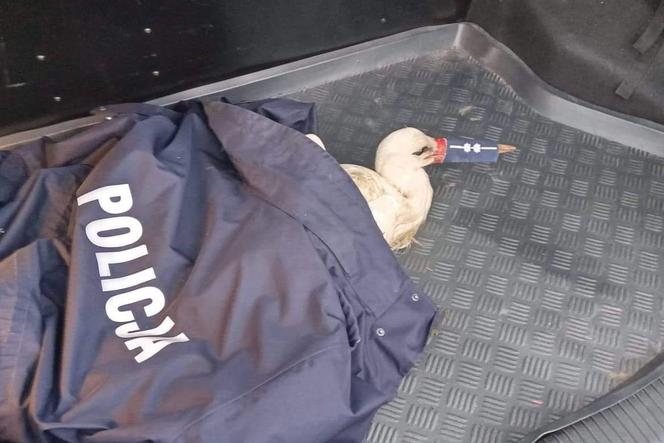 Policjanci zabezpieczyli dziób bociana, aby ptak nie poranił siebie i pomagających mu mundurowych