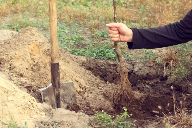 Zakładanie przydomowego sadu jesienią - przygotowanie gleby, sadzenie drzew i krzewów