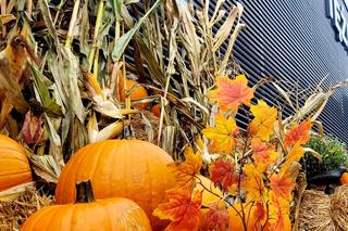 Dyniowy ogród na dachu Galerii Północnej w Warszawie