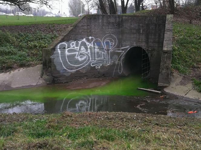 Zielone ścieki w Potoku Służewieckim