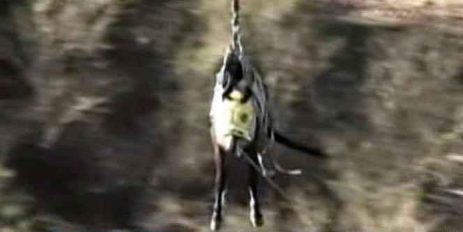 Koń leciał helikopterem 