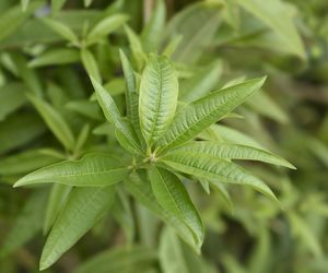 Werbena cytrynowa: sekrety uprawy i zastosowania