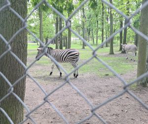 Zaglądamy do mieszkańców bydgoskiego ZOO. Kto mieszka w sercu Myślęcinka?