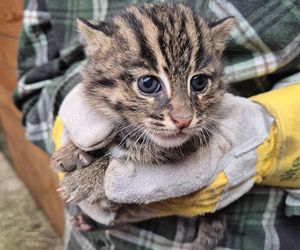 Taraje urodziły się w toruńskim zoo. Fenomen na skalę światową