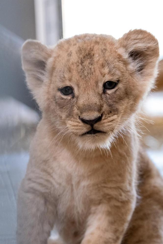 W Śląskim Ogrodzie Zoologicznym przyszły na świat cztery lwiątka! 