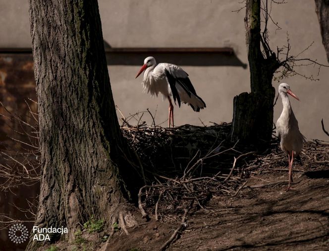 Naziemnne gniazda bocianów