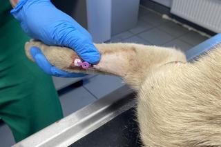 Junior właściwie nie miał krwi. Przerażający widok, pies nie przeżył