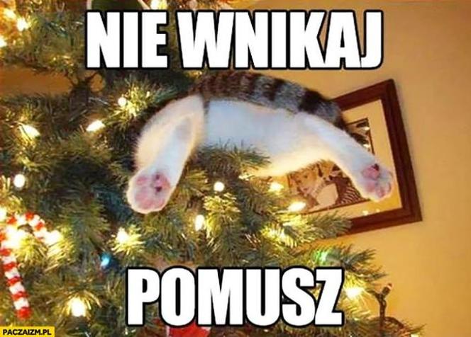 Choinka memy