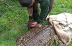 Krokodyl nilowy w poznańskim zoo