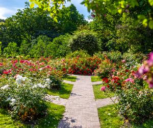 7 najładniejszych ogrodów botanicznych w Polsce. Kiedy je odwiedzić i gdzie są?