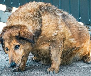 Aleksandrów Łódzki. Piesek Pimpuś potrzebuje pilnej pomocy. Zwróciła go rodzina adopcyjna