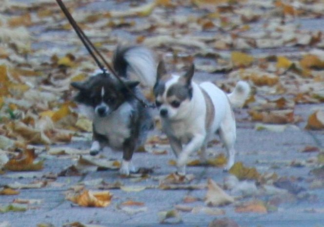 Marta Kaczyńska inwestuje w edukację synka