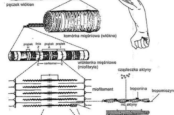 Struktura mięśnia - schemat