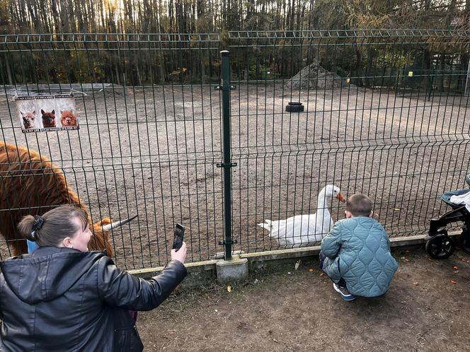 To tutaj zamieszkają rybnickie nutrie. W Zagrodzie 3 Siostry trwa budowa azylu ZDJĘCIA