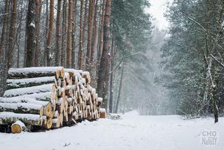 Piękna zima na Morasku