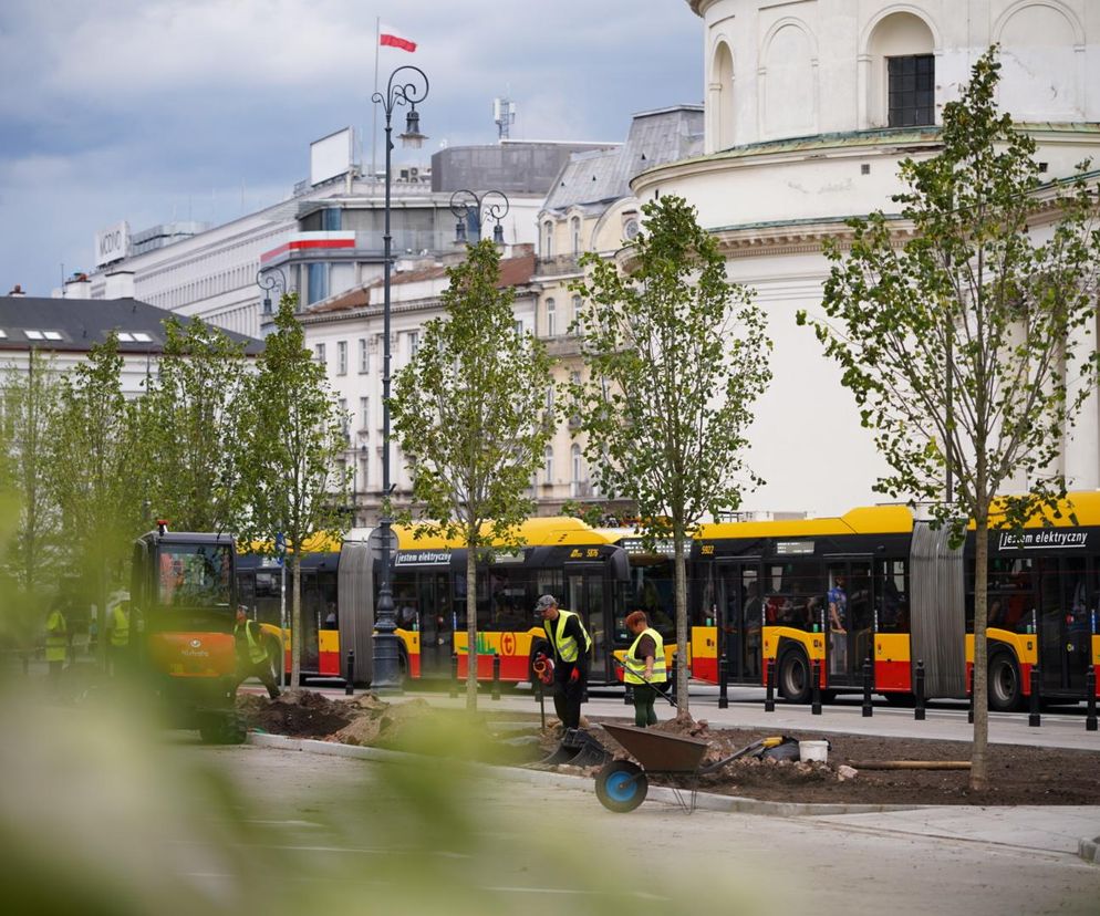 Polskie lipy na pl. Trzech Krzyży