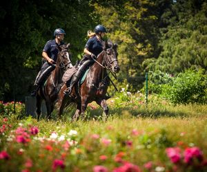Policyjne wierzchowce od lat wspierają śląską policję