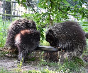 Baby boom w poznańskim zoo! Na świat przyszedł urson