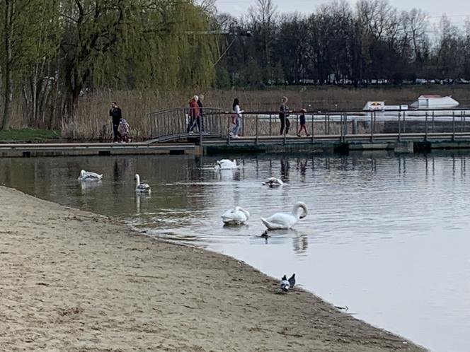 Stawiki w Sosnowcu budzą się do życia na wiosnę
