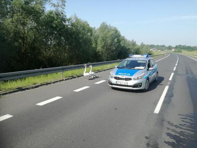 Policjanci eskortowali łabędzie