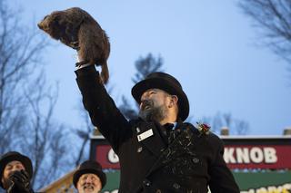 Groundhog Day, czyli prognoza pogody świstaka.  Zaraz będzie wiosna