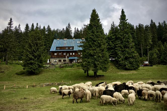 W góry, by odpocząć... Na Hali Lipowskiej spokojne spotkanie przy pasących się owcach