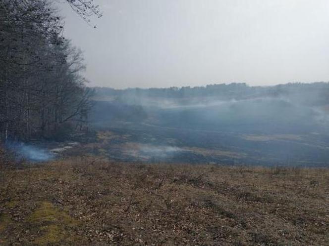 Pożar lasu pod Olsztynem. Gdyby nie szybka reakcja ratownicza, straty byłyby ogromne [FOTO]
