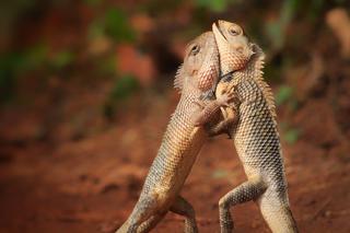 JASZCZURKI I ZAPASY.