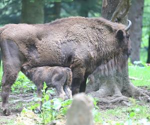 Żubrów w Mucznem coraz więcej! W stadzie pojawiły się dwa małe cielaczki