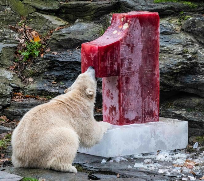 Kazirodztwo w berlińskim zoo. Mama i tata niedźwiedzicy Herty to rodzeństwo