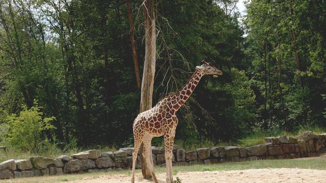 Płatny parking i brak wejściówek za orzechy i żołędzie - wielkie zmiany w warszawskim zoo