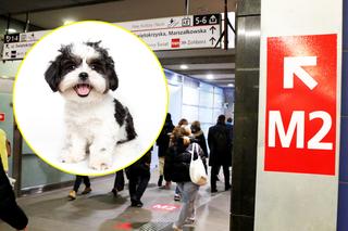 Mały pies sparaliżował metro. Wielka akcja ratunkowa [AKTUALIZACJA]