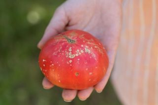 Najgroźniesza choroba pomidorów. Jakie są objawy i jak ją zwalczać?