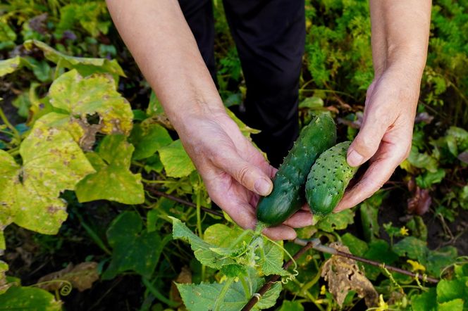 Wymieszaj z wodą i podlewaj sadzonki ogórków, gdy są bardzo małe. Dzieki temu wzmocnisz korzenie, a potem na grządakch urosną ogórki giganty. Nawóz do sadzonek ogórków