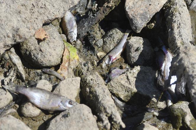 Martwe i śnięte ryby były widziane w okolicach Bielan i Żoliborza