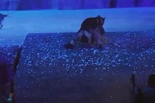 Wstrząsające sceny w teatrze. Na widownię nagle wybiegło 30 wilków! Wielka panika