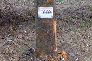 Wypadki pod Zamościem