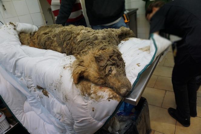 Horror! Zakopał w ziemi żywego psa. Jest nagroda za wskazanie sprawcy