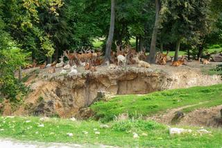 Zwierzyniec Bałtowski 